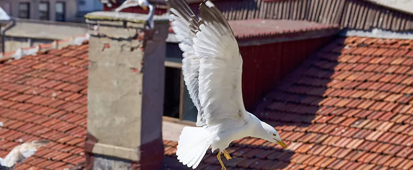 Residential Chimney Animal Removal Solution in Westchester, FL