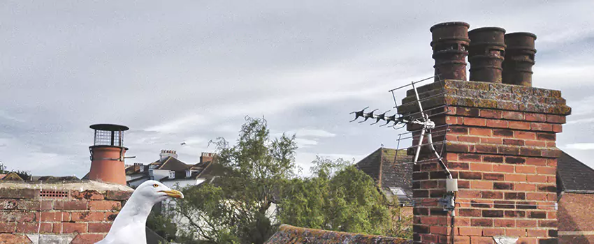 Chimney Cleaning And Restoration in Westchester, Florida